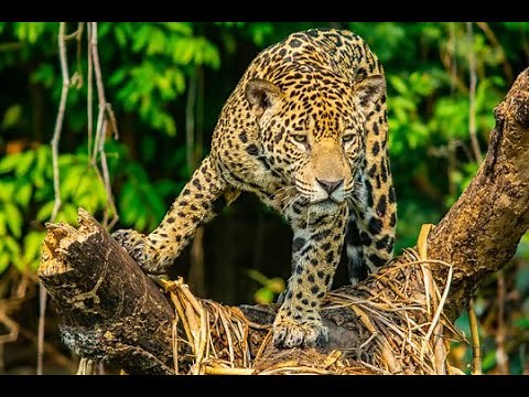 Leopard Attack Man | Wild Animal Attack in Forest | Indian leopard attack video