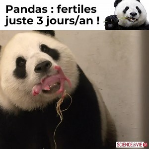 😅 Leur reproduction demande une sacrée organisation ! L'émission complète : https://youtu.be/Gl4qVzVFCKU | Science & Vie TV