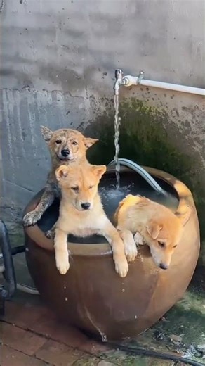 This Dog’s Hilarious Way of Dealing with the Heat Is Priceless! #Shorts