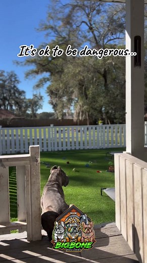 Italian Mastiff: The Formidable and Powerful Guardian Breed