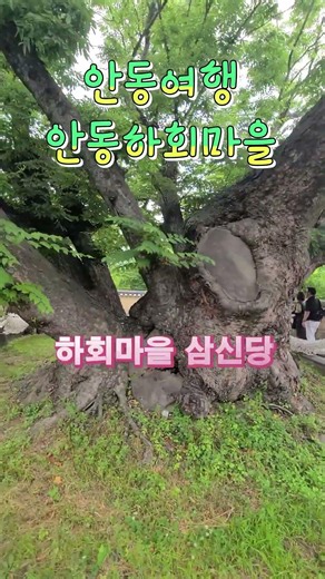 5월에 꼭가봐야할곳/안동하회마을 #안동가볼만한곳 #봄여행 #안동여행