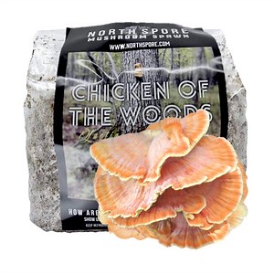 Organic Chicken of the Woods Mushroom Sawdust Spawn