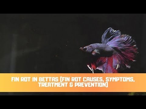Fin Rot In Bettas (Fin Rot Causes, Symptoms, Treatment & Prevention)
