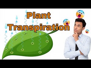 Plant Transpiration