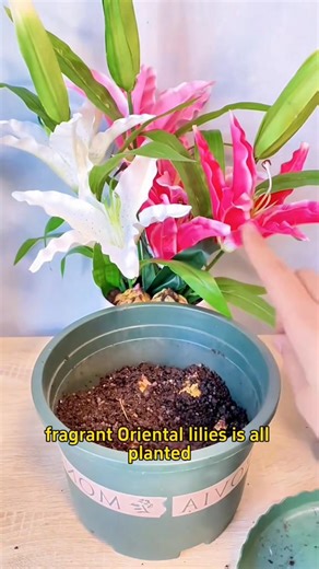 How to plant oriental lily bulbs? #plant #planting #planttok #plants #plantlover #plantcare #planttips #plantcaretips #planttiktok #houseplants #indoorplants #homegarden #garden #gardening #gardening101 #gardeningtips | House plants garden | Facebook