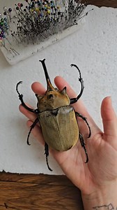 3.9K views · 138 reactions | a little insect PSA 者 this beautiful elephant beetle sadly had different plans for his future - but he will still frame up nicely! 癩 always give things a few checks over when adding specimens to your collection at entomology shows - if something's too good to be true, it might be hiding some sneaky repairs and faults! ✨ (also no idea why ya girl was so breathy lol soz ‍) | Stoned Affection | Facebook