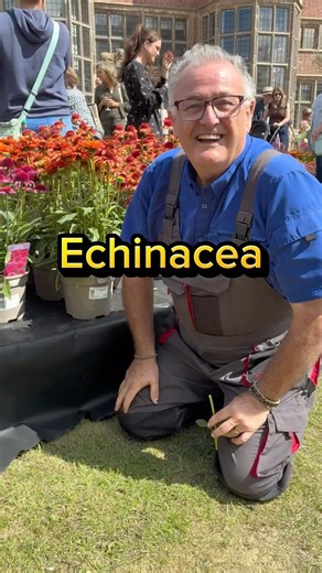 Echinacea #gardening #plants #garden #gardens #gardenhacks