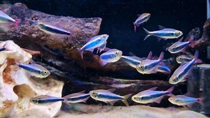 2.8K views · 263 reactions | Stunning Bleeding Blue Tetra, colouring up nicely  | Pier Aquatics | Facebook