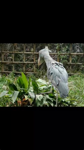 Shoebill stork 🦤 | The Shoebill World