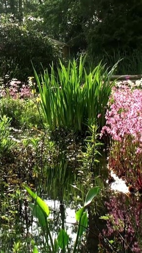 Natur im eigenen Garten - Schwimm- und Naturteiche für zuhause