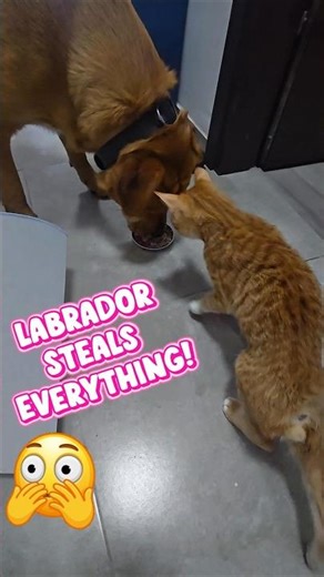 Huge dog steals kitten food! #Labrador #kitten #funnydog