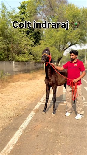 ali mehdi | #horeslovers🐎 #horesbackriding | Instagram