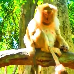 50K views · 1.7K reactions | The big monkey asked for its mother's milk but was immediately refused by the mother | Monkey TV News | Facebook