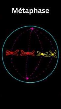 Les phases de la mitose #shorts