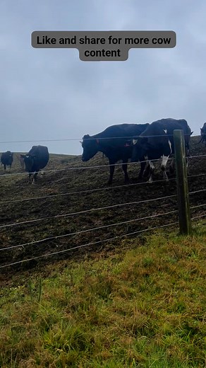 I LIKE COWS #nz #farmer #comedy | itsthatmadguy 2.0