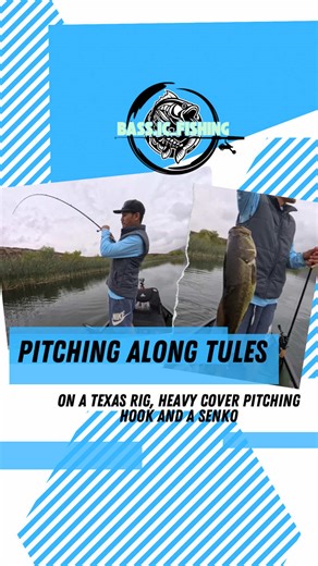 Bass fishing,Pitching in the tule line with strike king craw bait . Hook setting large mouth bass in a different level. Best bait and fishing technique I have tested so far.#largemouthbass #fishinglife #lake #fishingtiktoks #fishon