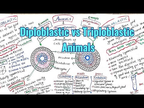 Diploblastic vs Triploblastic animals