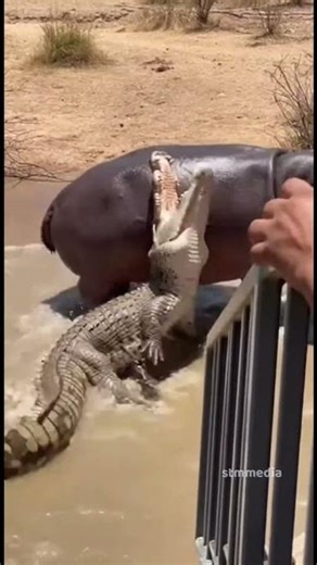 Hippo vs Croc: Nature’s Raw Power Unleashed! 🐘🐊