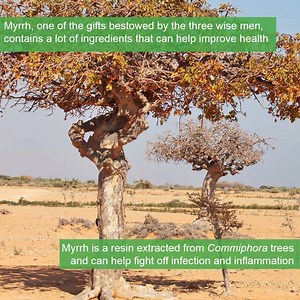 Researchers have studied some of the ingredients in myrrh resin that could be used to help improve health | Royal Society of Biology