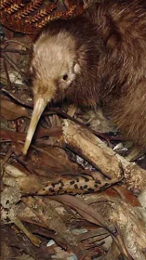 Kiwi – The Bird That Can’t Fly!