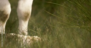 Cow after calving calf in the tall grass. Mother cow with her newborn calf Slow Motion Image