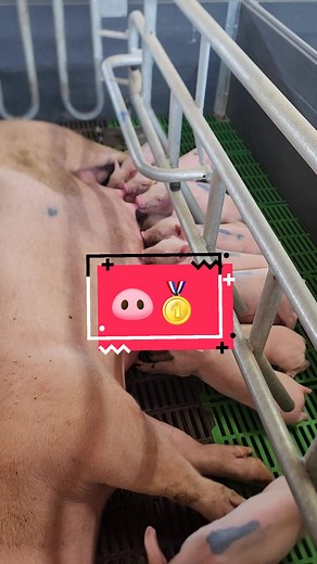 To take our Piggery to the next level🥇, you should start at the first level!🐖🐽 #piggery #Alzufeeds #happypigs #nextlevel