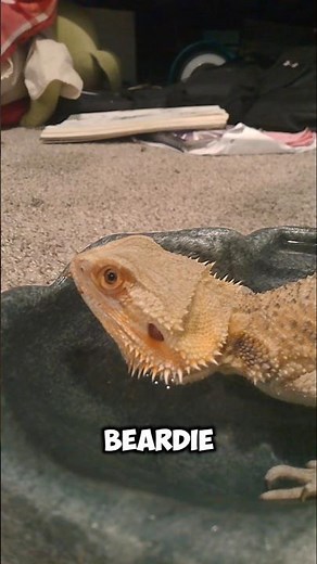 How To Bathe Your Bearded Dragon! #beardeddragon #tutorial #funny #shorts
