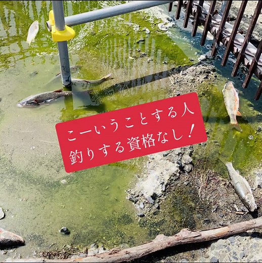 隣の釣り人、注意したら逆ギレ。 ウグイが釣れる度に投げ捨て放置。見てて辛かったです。 ※生きてる魚は海に戻しました。 #釣り #釣り好き