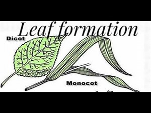 Leaf formation in monocots and dicots