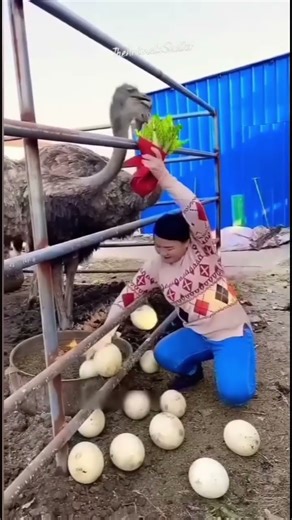 stole the ostrich egg #facts #ostrich