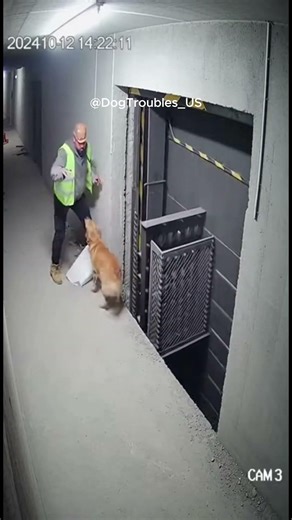 Golden Retriever pulls owner from falling construction lift