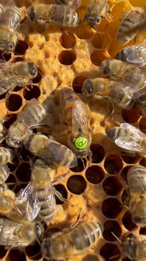 9.9K views · 593 reactions | What a amazing carniolan queen bee  | Stanley’s bees | Facebook