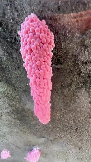 ASMR Snail Crunching Sounds for Relaxation and Immersive Experience