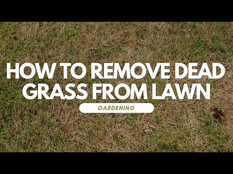 How To Remove Dead Grass From Lawn