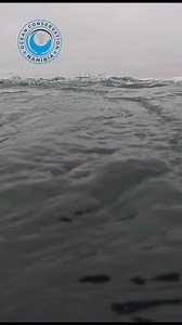 This morning, we received a call from Catamaran Charters for an entangled humpback whale in the bay. Within 20 minutes we had our dive gear and tools ready and jumped on board a boat graciously provided by Steven Louw from Namib Marine Services - always ready to help us with an animal in distress. The whale was entangled in a huge bundle of thick rope from an abandoned mussel farm. Raymond from Catamaran Charters had already cut many of the ropes when the OCN team arrived. Naude and Tony jumped 