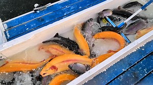 Today's Lightning Trout stocking teaser at Santa Ana River Lakes | Fishinglakesdotcom