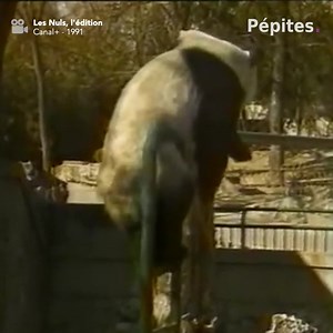 L'actu selon "Les Nuls, l'édition" | Pépites