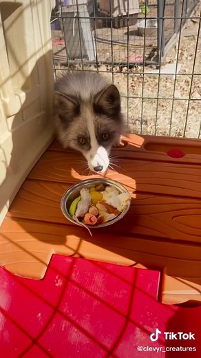 What Do Foxes Eat? Common Foods for Pet Foxes Explained