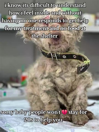 ⚠️ Mentally Ill Owner Locks Him In A Crate With His Own Filth & Starves Him Antoine was never supposed to live like this. He was purchased from a breeder — meant to be loved, pampered, and cherished. Instead, he was handed over to a woman battling severe mental illness who locked him in a small outdoor crate… for years. For years, Antoine’s world was a rusted cage. He had no bed. No clean water. No shade from the sun or protection from the cold. He was surrounded by filth — his own waste soaking