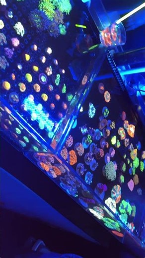 OMG Jesus corals west coast coral show #subscribe #reefer #reeflife #reefing #aquario