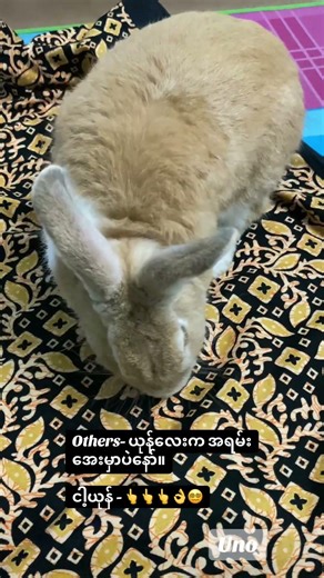My Playful Uno 🤭🐇 #bunny #uno #mybunny #petbunny #pets #petrabbit #cute #adorable #funnybunny