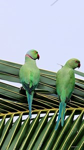 28K views · 4.8K reactions | Rose ringed parakeet | 퐍퐚퐭퐮퐫퐞 퐏퐡퐨퐭퐨퐬 퐁퐨퐨퐤 | Facebook