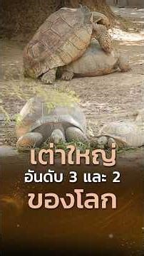 เต่าใหญ่อันดับ 3 และ 2 ของโลก | เปิดตำนานกับเผ่าทอง ทองเจือ