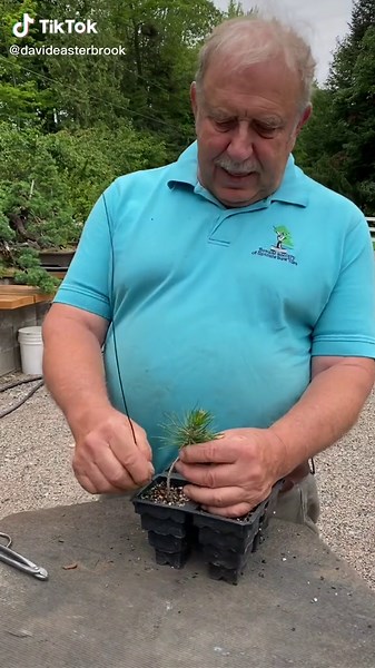 How to start your first Black pine bonsai🖤 #davideasterbrook #bonsaitips #bonsai #bonsaitok #bonsaijapan #bonsaitrees
