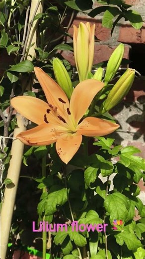 lilium flower 🌼