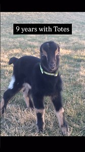 8.9K views · 1.1K reactions | Totes turns 9 ❤️ Part 3 Totes is the...