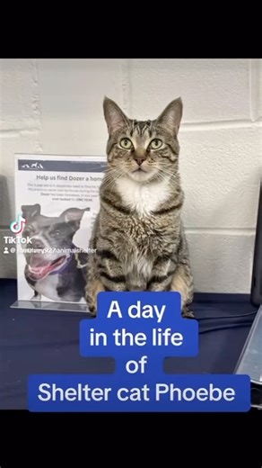 40 reactions · 11 shares | Discover the remarkable Phoebe!  This...