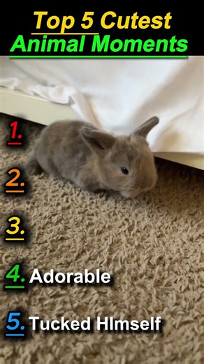 Top 5 Cutest Animal Moments #top5 #animals #animallife #ytshorts #cute #funny #cuteanimals