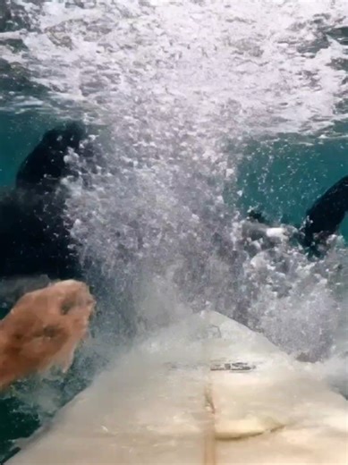 Surfer's Terrifying Shark Encounter Captured on GoPro