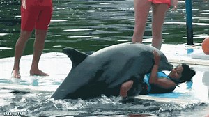 Dolphin humping Found an adorable animal GIF? Submit it here. on Make a GIF
